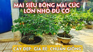 10/05. Siêu Bông Sài Gòn, Bình Lợi, Nhị Ngọc Toàn, Thọ Hương Giá Rẻ. Trang 0971.118.064