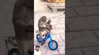 funny monkeys show 😂😂 | #shorts #monkey #cat #animals #tiger #lion #funny #comedy #shortsfeed #trend