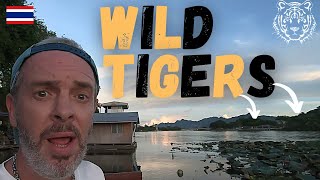 On the Trail of 'MAN-EATING' Tigers in Western Thailand - Part 1 - the Journey Begins