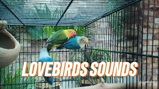 3 love birds in one cage daily morning routine, blue love birds playing