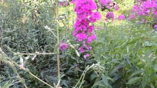 Beautiful Flower Garden. Free footage HD.