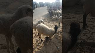 #sheepmarket desert sheeps in desert market sheeps of villages