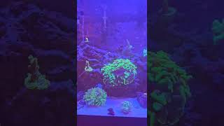 20 Gallon Long Budget Reef Aquarium