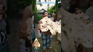 Jamur Barat Besar Tumbuh Pada Musim Hujan #videoshorts .