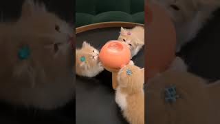 feeding to kittens