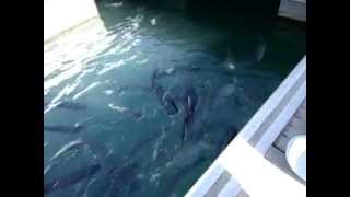 Feeding fish in Fuerteventura