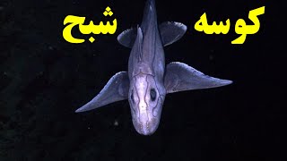 حیوانات عجیب وغریبی که نباید وجود داشته باشند