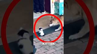 Cat Mother Protects Kitten From Dog