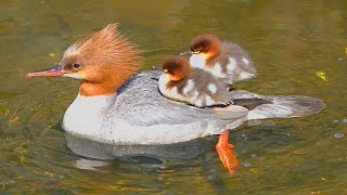 Two Baby Ducklings Riding Mother Goosander Duck [4K] Common Merganser