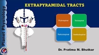 Extrapyramidal tracts