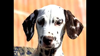 Dalmatian dog puppies exploring the yard :) Zagorje Croatia