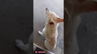 cachorra brincando