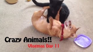 CRAZY ANIMALS! (Vlogmas Day 11)