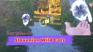 Slovenian Wild Adorable cats