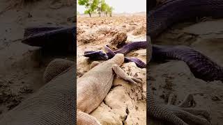 Snake vs Komodo dragon #animals #lizard #reptiles