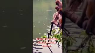 monyet lompat ke sungai bersama anaknya #monkey