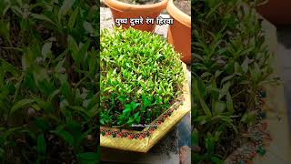 पुष्प दुसरे रंग हिरवा 🌱🌱#navratri #navratramahotsav #green #microgreens