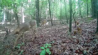 Rains Brought Deer Yummy Mushrooms