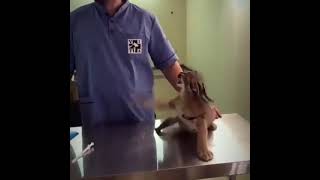 Baby caracal hissing at vet