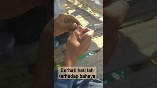 ikan beracun yg sangat berbahaya "lepoh  #mancingpulauseribu