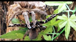 Costa Rican Orange Mouth (Psalmopoeus reduncus) pairing - this guy knows what he's doing