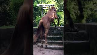 Horse Uses The Stairs 😅 (kind of) #Shorts #Horses