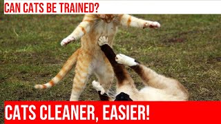 Training Your Cat to Use a Litter Box Mat