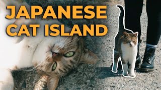 Ambushed on a Japanese Cat Island | Ainoshima Island and Uminonakamichi Seaside Park, Fukuoka