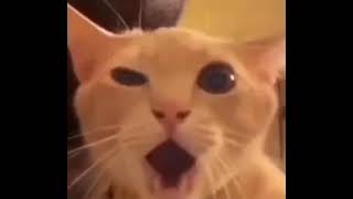 shockedcat.mp4 (ignore this video)