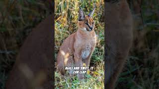 Mysteries of the Caracal | Nature's Stealthy Predator #shorts #bigcats #animals #facts #wildlife