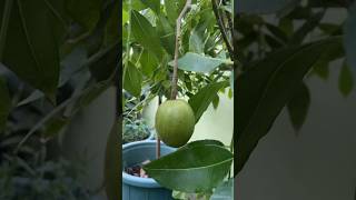 Stages Of Kattu Mangai In Our Terracegarden || #organic #fruits #natural #gardening #shorts #vlogs