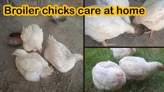 Farmi chozo ko ghar mein paalne Ka tarika|How to care farmi chick at home