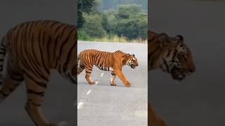 Sourabh Joshi ne tiger dekha !! #souravjoshivlogs #youtubeshorts #shortsfeed #shorts #tiger #vlog !!