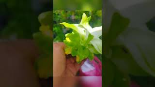 #turmeric  #turmericflowers #shortvlog  #youtubeshorts  #xycba  #gardeningvideos