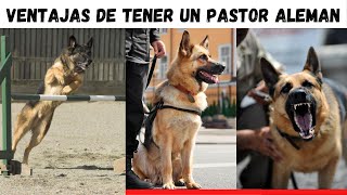 ESTAS SON LAS VENTAJAS DE TENER UN PASTOR ALEMAN POR / PERRO GUARDIANTv.