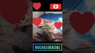 "Llegamos a los 600 suscriptores"  muchas gracias ❤❤❤❤❤❤❤❤😍😍😍😍😍😍😍🐈😍😍😍😍❤❤❤❤❤ #music #cat #gatos #nala