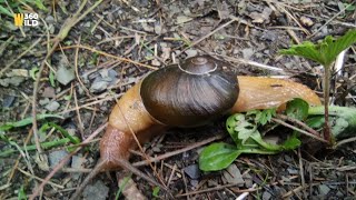 Beast Snail in the Huge Forests 😲