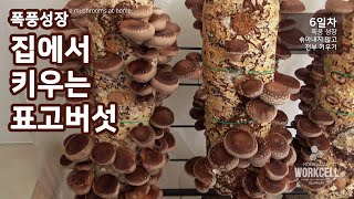 표고버섯 집에서 키우기