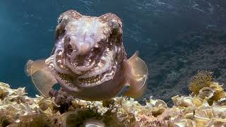 The enigmatic Common Cuttlefish