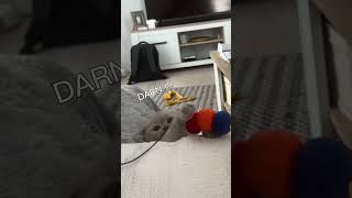 Funny kitten falling from bed #shorts