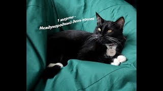 1 марта  - Международный день кошек