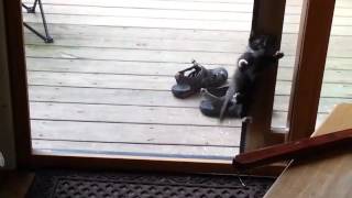 Kitten who wants to come inside