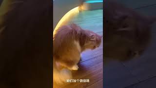 每当我去猫咖，总有种自己是嫖客的错觉