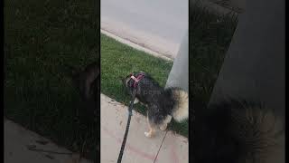 Dog Walking On Front Paws After Peeing #dog #husky #huskydog #shepsky