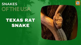 TEXAS RAT SNAKE