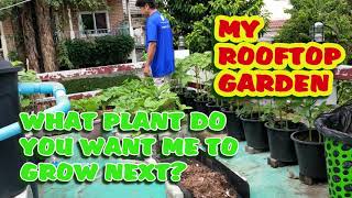 What Plant to Grow Next? - Rooftop Garden