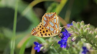 Queen of Spain Fritillary butterfly (Issoria lathonia) on bugloss (Anchusa)