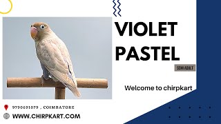 VIOLET PASTEL || AFRICAN LOVE BIRDS || LOVE BIRDS || SEMI ADULT || CHIRPKART || COIMBATORE