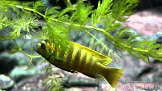 Pseudotropheus lombardoi (Kenyi Cichlid, Псевдотрофеус Ломбардо)