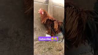 முட்டை போட்டுட்டியா🤣😂 subscribe please ❤️ #funny_chicken #husbandwifetamilcomedy #kozhi_koothugal